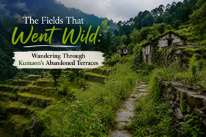 The-Fields-That-Went-Wild